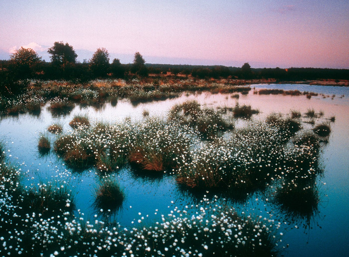 Moorlandschaft mit Wollgras auf Wasserflächen bei Abenddämmerung und lila Himmel