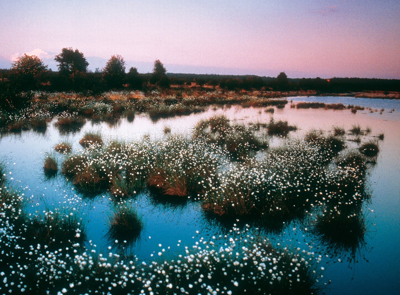 Moorlandschaft mit Wollgras auf Wasserflächen bei Abenddämmerung und lila Himmel